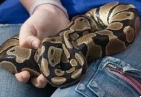 One thing I would want from my Pet&nbsp;Snake